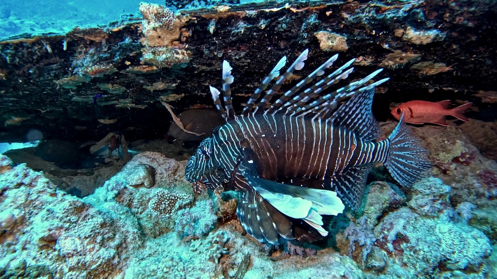 indian LIONFISH Aleš Sulič