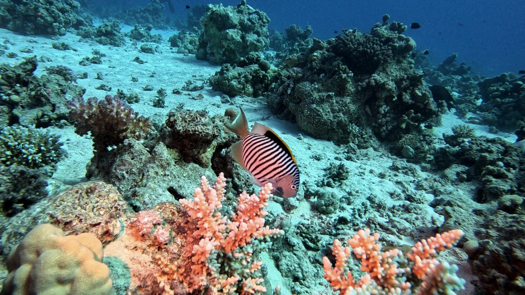 LYRTAIL  ANGELFISH RED SEA FISH foto Aleš Sulič
