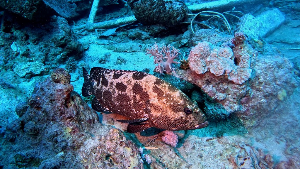 MARBLE grouper RED SEA FISH foto Aleš Sulič