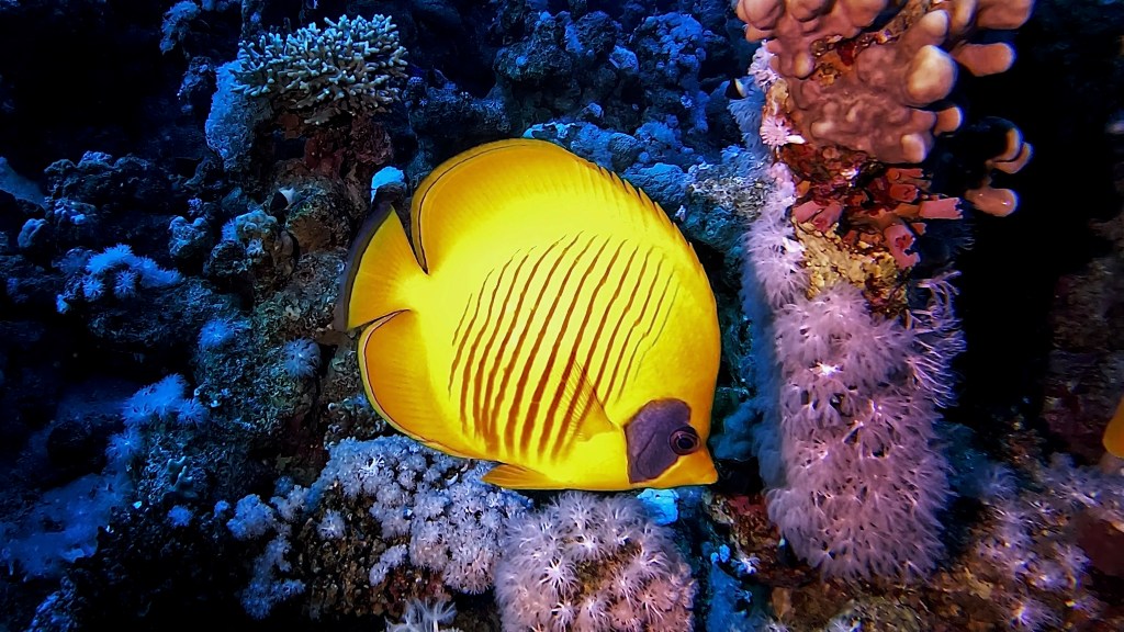 MASKED BUTTERFLY fish 5 RED SEA FISH foto Aleš Sulič
