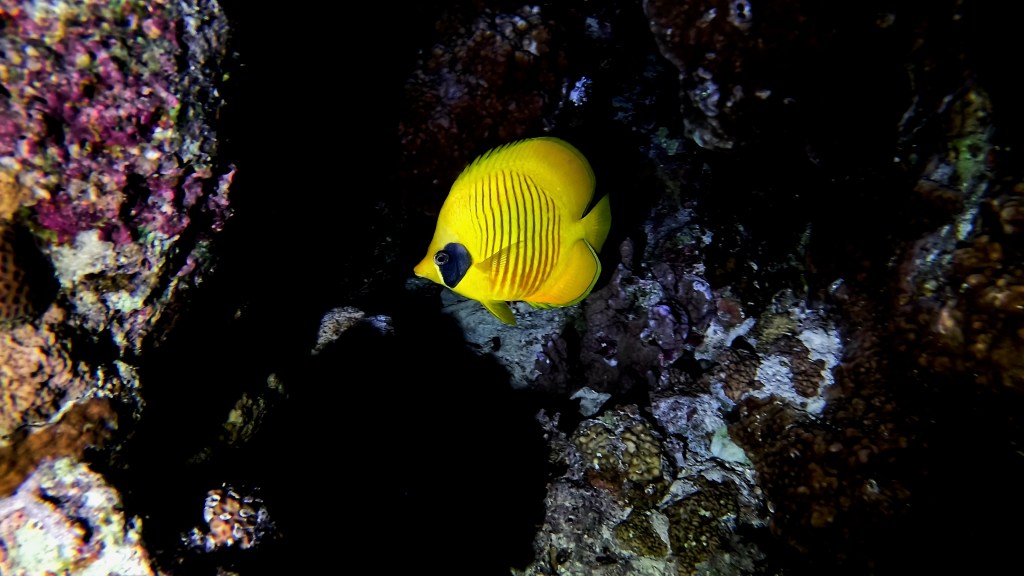 MASKED BUTTERFLY fish 5 RED SEA FISH foto Aleš Sulič