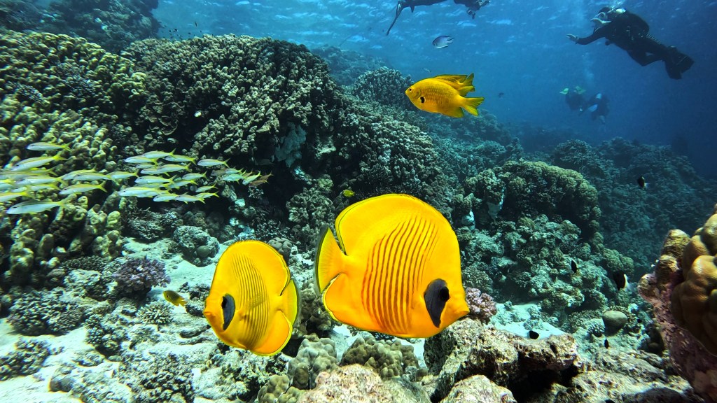 MASKED BUTTERFLY fish 5 RED SEA FISH foto Aleš Sulič