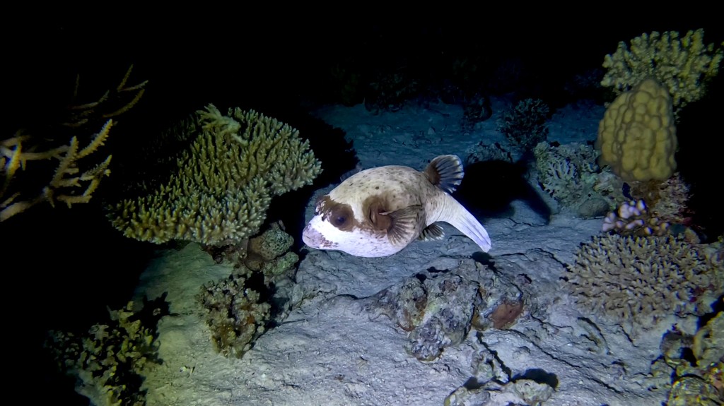
Masked Puffer / White‑spotted Pufferfish - lat. Arothron hispidus - Maskirna napihovalka MASKED PUFFER fish 2 RED SEA FISH foto Aleš Sulič