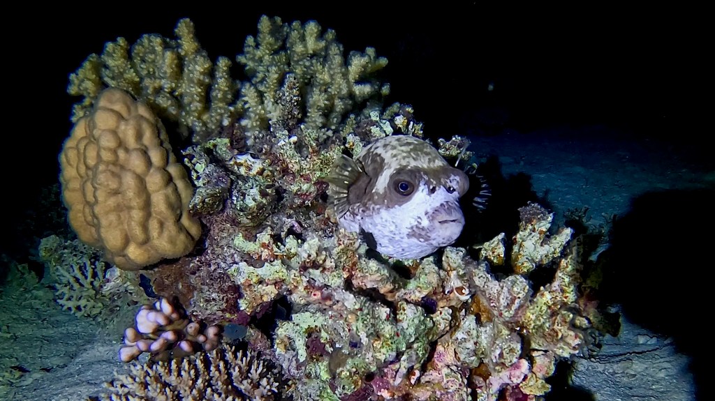 Masked Puffer / White‑spotted Pufferfish - lat. Arothron hispidus - Maskirna napihovalka 
MASKED PUFFER fish 2 RED SEA FISH foto Aleš Sulič