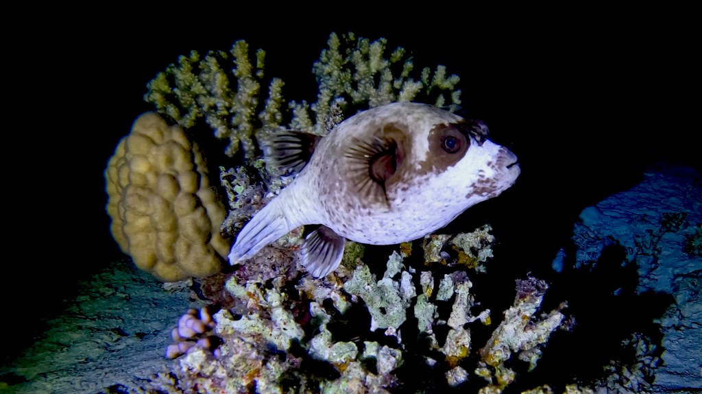 Masked Puffer / White‑spotted Pufferfish - lat. Arothron hispidus - Maskirna napihovalka 
MASKED PUFFER fish 2 RED SEA FISH foto Aleš Sulič