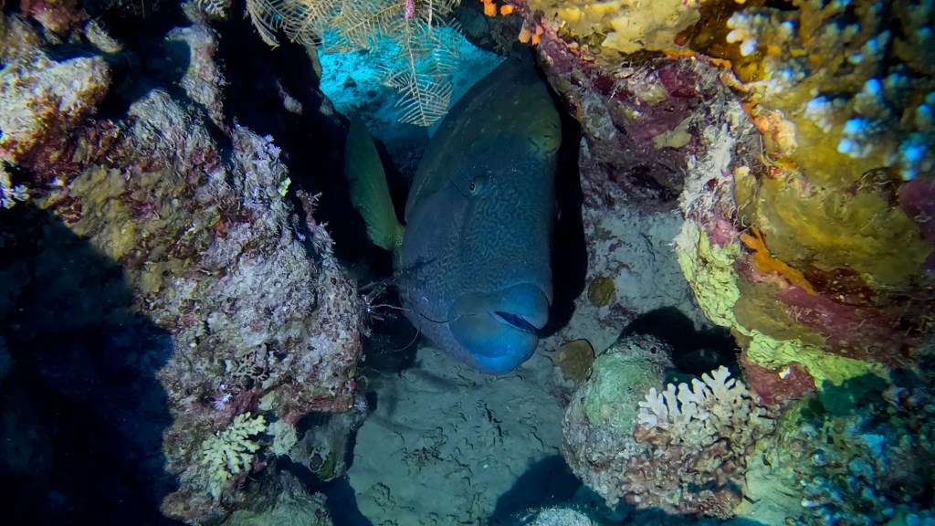 Humphead wrasse - lat. Cheilinus undulatus - Napoleon