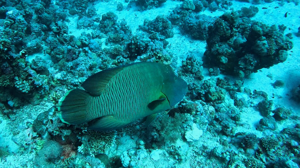 Humphead wrasse - lat. Cheilinus undulatus - Napoleon