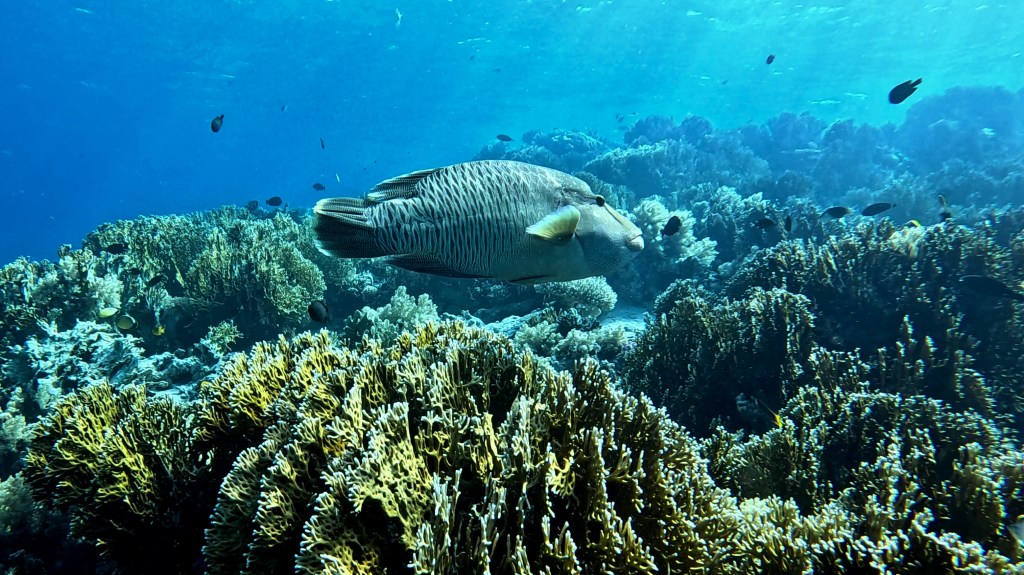 Humphead wrasse - lat. Cheilinus undulatus - Napoleon NAPOLEON HUMPHEAD WRASSE fish RED SEA FISH foto Aleš Sulič