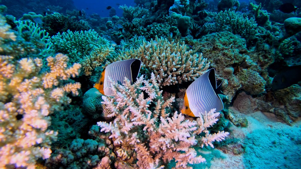 Orangeface Butterflyfish - lat. Chaetodon auriga - Oranžno glavati metuljček
ORANGEFACE BUTTERFLY FISH 7 RED SEA FISH foto Aleš Sulič