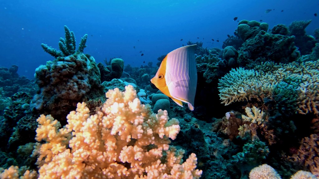 Orangeface Butterflyfish - lat. Chaetodon auriga - Oranžno glavati metuljček
ORANGEFACE BUTTERFLY FISH 7 RED SEA FISH foto Aleš Sulič