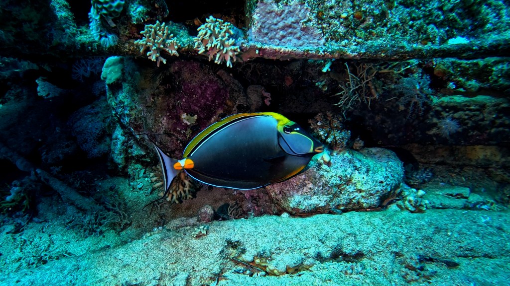 ORANGESPINE UNICORNFISH 2 RED SEA FISH foto Aleš Sulič 