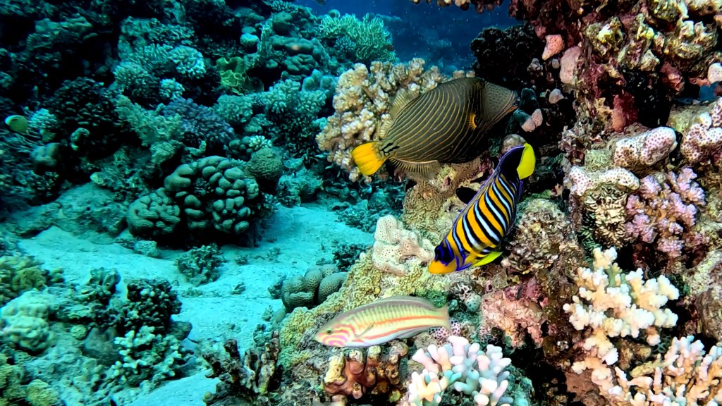 ORANGESTRIPED TRIGGER fish & REGAL ANGELFISH RED SEA FISH foto Aleš Sulič