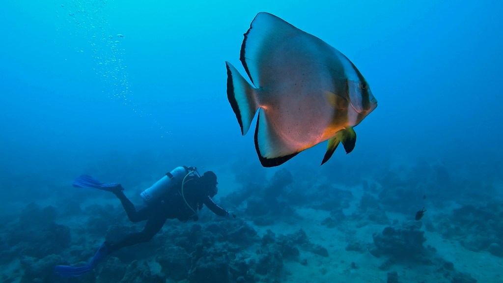 ORBICULAR BANNER fish RED SEA FISH foto Aleš Sulič