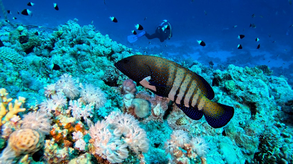 PEACOCK grouper RED SEA FISH foto Aleš Sulič