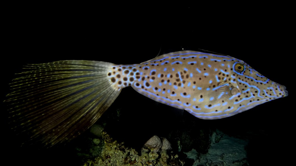 Scravled filefish - lat. Aluterus scriptus - Tobi
PEARL TOBY fish 2 RED SEA FISH foto Aleš Sulič