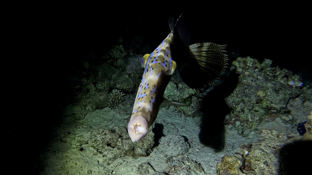Scravled filefish - lat. Aluterus scriptus - Tobi 
PEARL TOBY fish 2 RED SEA FISH foto Aleš Sulič
