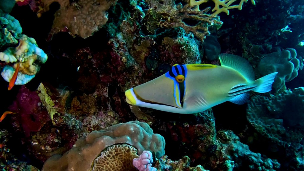 PICASSO fish RED SEA FISH foto Aleš Sulič