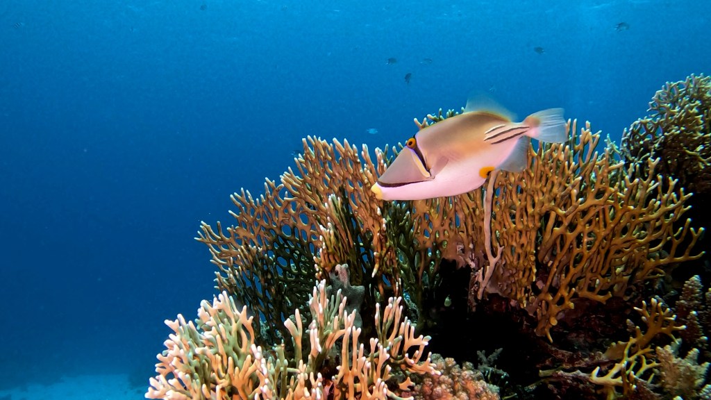 PICASSO fish RED SEA FISH foto Aleš Sulič