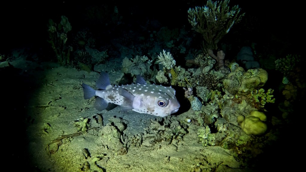 Spot-fin porcupine fish - lat. Diodon hzstrix - Bodičasta napihovalka 
PORCUPINE PUFFER fish RED SEA FISH foto Aleš Sulič