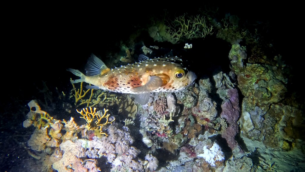Spot-fin porcupine fish - lat. Diodon hzstrix - Bodičasta napihovalka 
PORCUPINE PUFFER fish RED SEA FISH foto Aleš Sulič