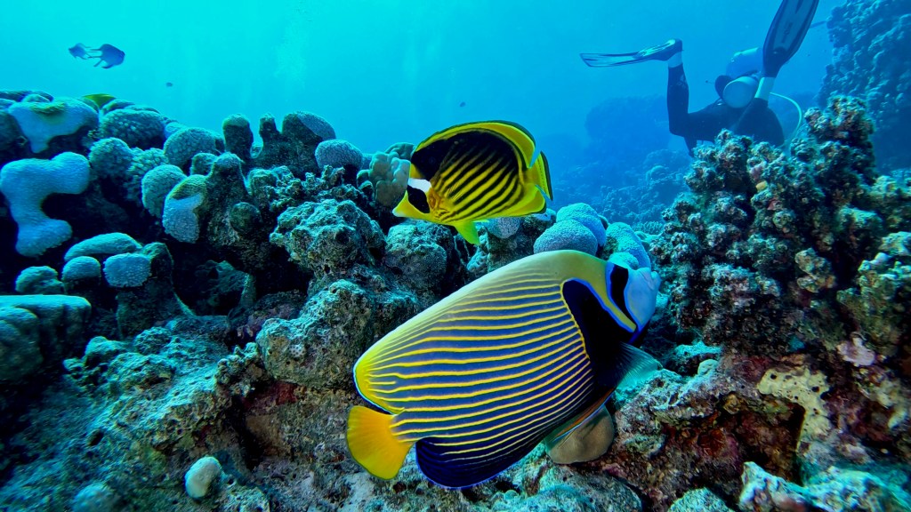 Emperor Angelfish - Pomacanthus imperator - Carska angelska ribica 
RACOON BUTTERFLY FISH & EMPEROR ANGELFISH RED SEA FISH foto Aleš Sulič