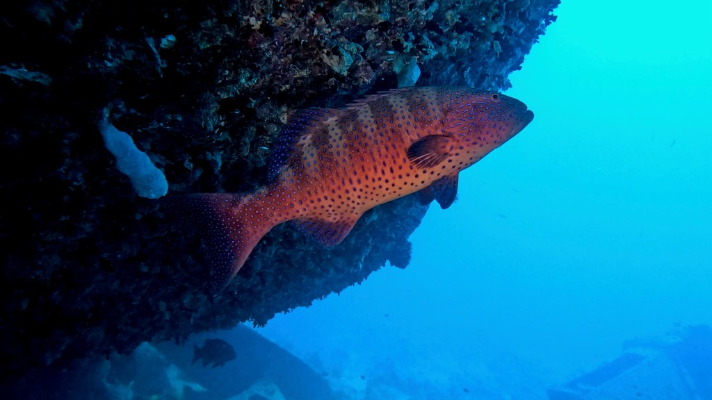 RED CORAL GROUPER 2 RED SEA FISH foto Aleš Sulič