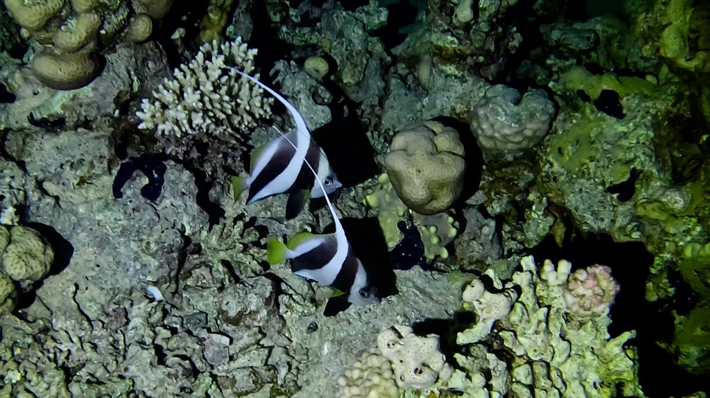 RED SEA BANNER fish 2 RED SEA FISH foto Aleš Sulič