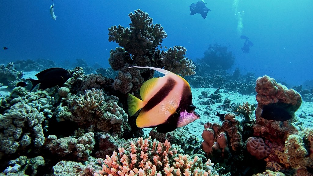 RED SEA BANNER fish 2 RED SEA FISH foto Aleš Sulič