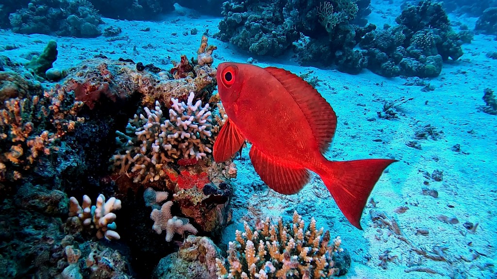 REEF BIGEYE fish RED SEA FISH foto Aleš Sulič