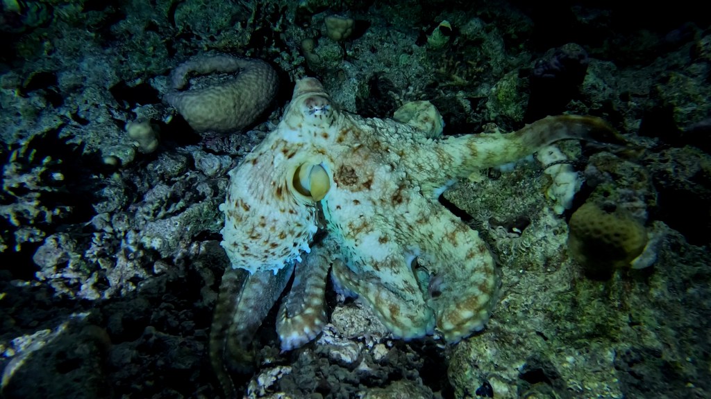 Reef Octopus - Octopus cyanea - Koralna, grebenska hobotnica

REEF OCTOPUS RED SEA FISH foto Aleš Sulič