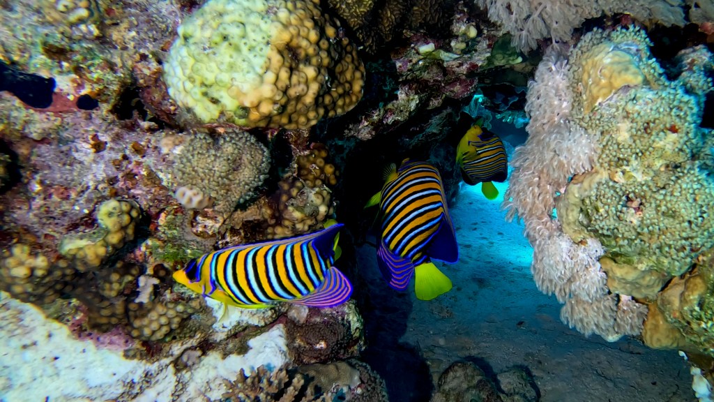 REGAL ANGELFISH 5 RED SEA FISH foto Aleš Sulič