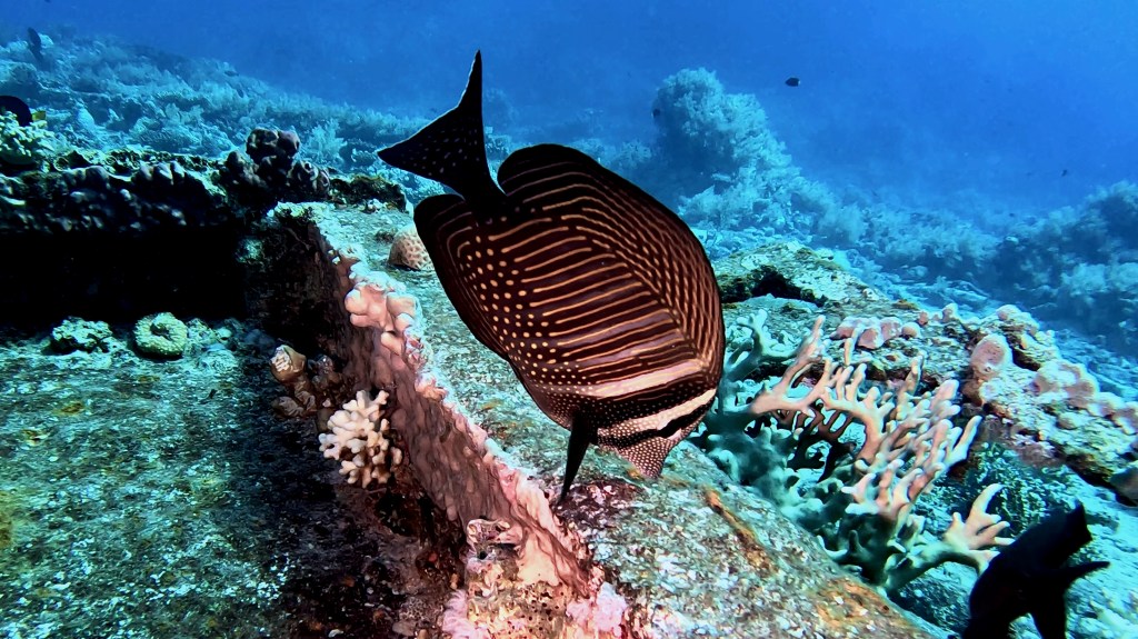 SAILFIN TANG fish 4 RED SEA FISH foto Aleš Sulič