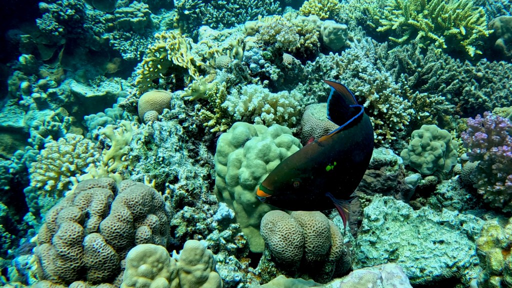 PARROT FISH FOTO ALEŠ SULIČ