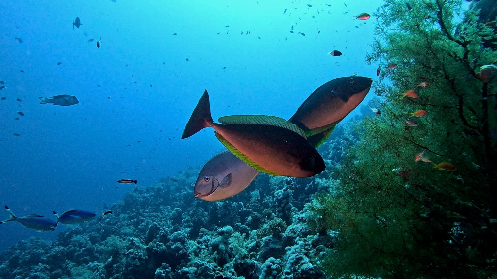 SLEEK UNICORN fish 2 RED SEA FISH foto Aleš Sulič