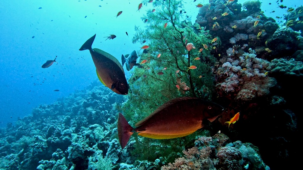 SLEEK UNICORN fish 2 RED SEA FISH foto Aleš Sulič