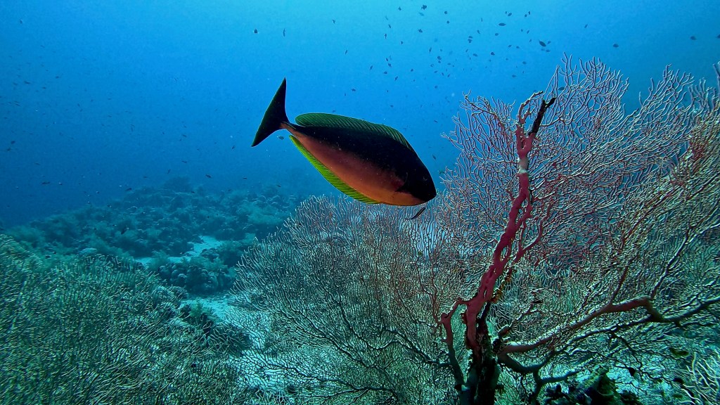 SLEEK UNICORN fish 2 RED SEA FISH foto Aleš Sulič