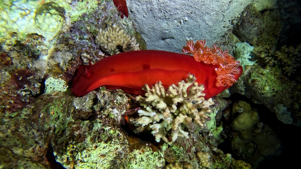 SPANISH DANCER RED SEA FISH foto Aleš Sulič
