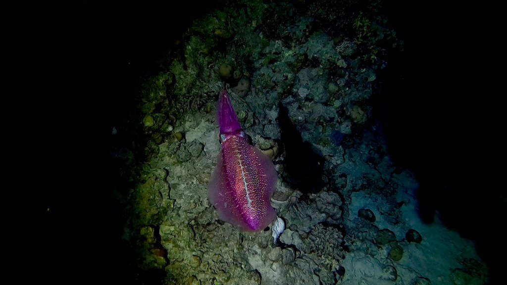 SQUID RED SEA FISH foto Aleš Sulič