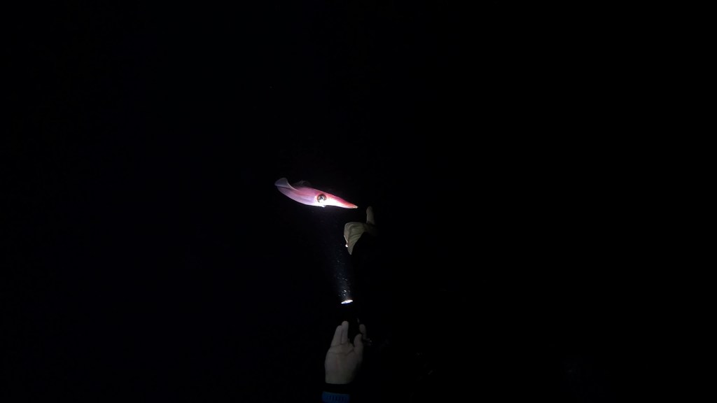 SQUID RED SEA FISH foto Aleš Sulič