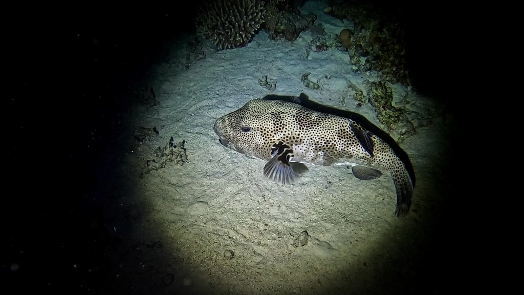 STARRY PUFFER fish 2 RED SEA FISH foto Aleš Sulič