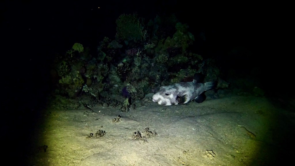 STARRY PUFFER fish 2 RED SEA FISH foto Aleš Sulič