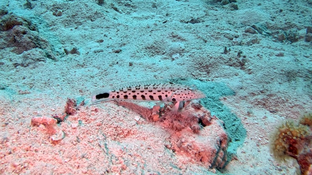 TAIL SPOT SANDPERCH fish 3 RED SEA FISH foto Aleš Sulič