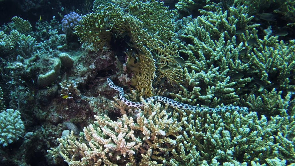 Tiger Snake Eel - Myrichthys tigrinus - Tigrasta kačja jegulja 
TIGER SNAKE EEL 3 RED SEA FISH foto Aleš Sulič