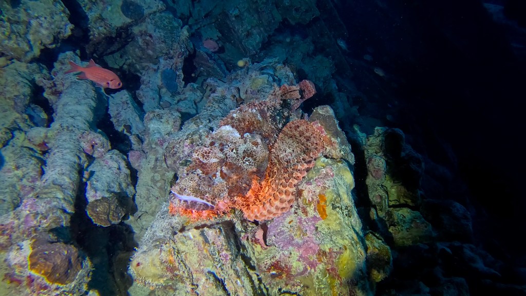 Stonefish - Synanceia - Kamnita riba 
STONE FISH FOTO ALEŠ SULIČ
