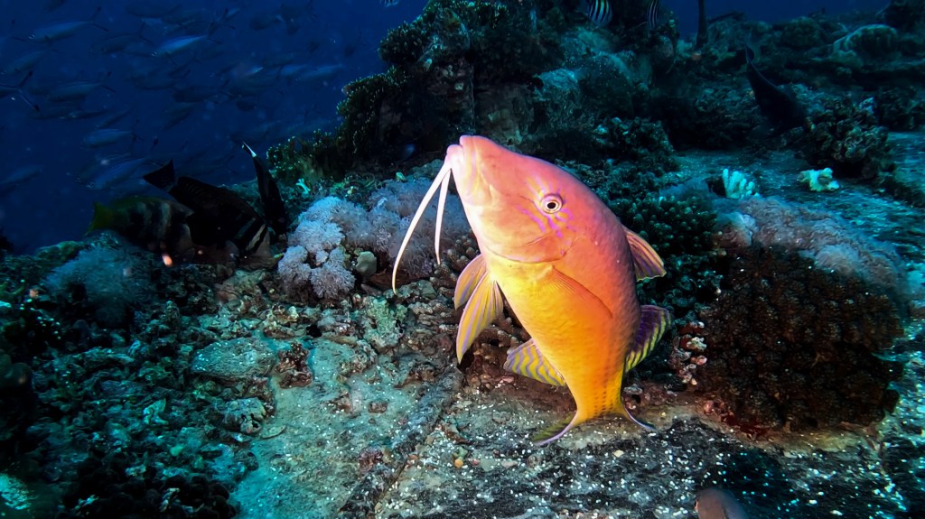 YELLOW SADLE GOAT FISH FOTO ALEŠ SULIČ