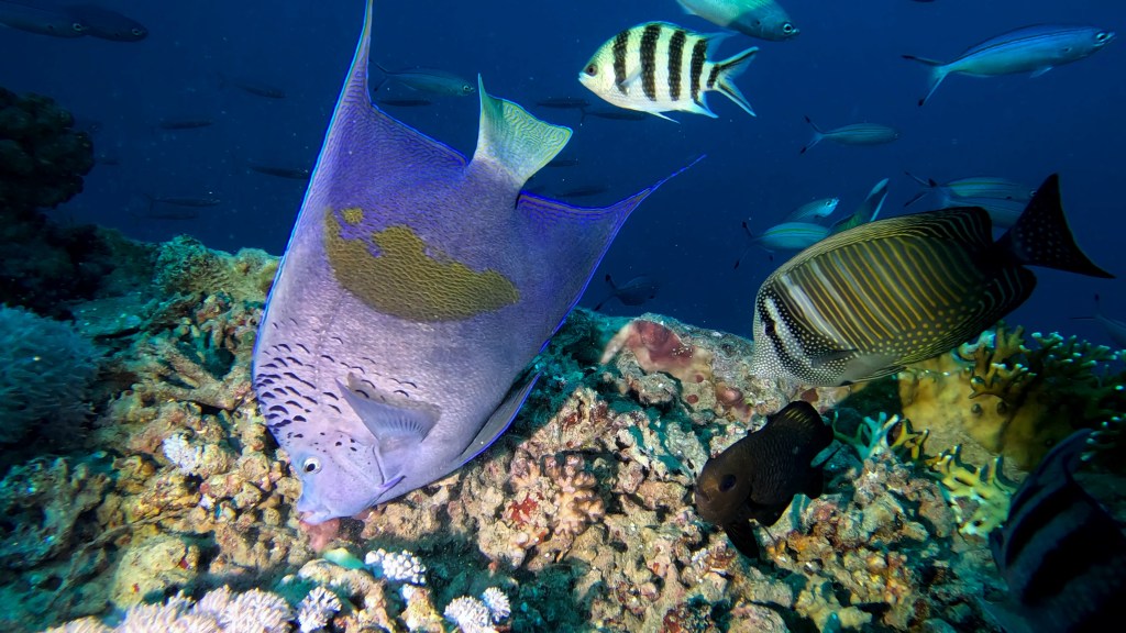HALF MOON ANGELFISH FOTO ALEŠ SULIČ