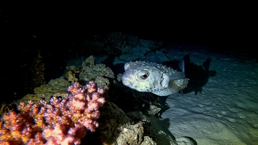 
Spot-fin porcupine fish - lat. Diodon hzstrix - Bodičasta napihovalka WHITESPOTED PORCUPINE FISH FOTO ALEŠ SULIČ