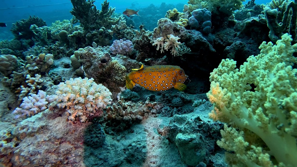 Yellow Boxfish - Ostracion cubicus - Zlata škatlasta riba 
YELLOW BOXFISH 2 RED SEA FISH foto Aleš Sulič