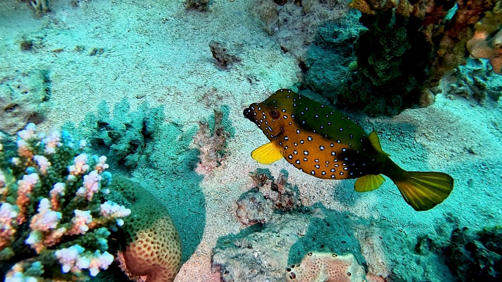 Yellow Boxfish - Ostracion cubicus - Zlata škatlasta riba 
YELLOW BOXFISH 2 RED SEA FISH foto Aleš Sulič