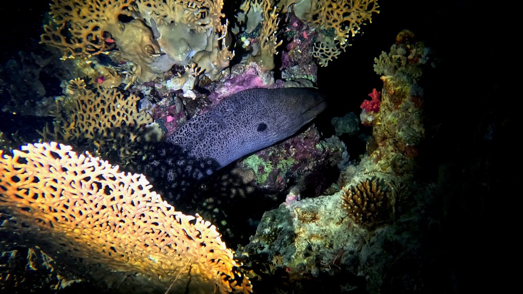 YELLOW MOUTH MORAY 3 RED SEA FISH foto Aleš Sulič